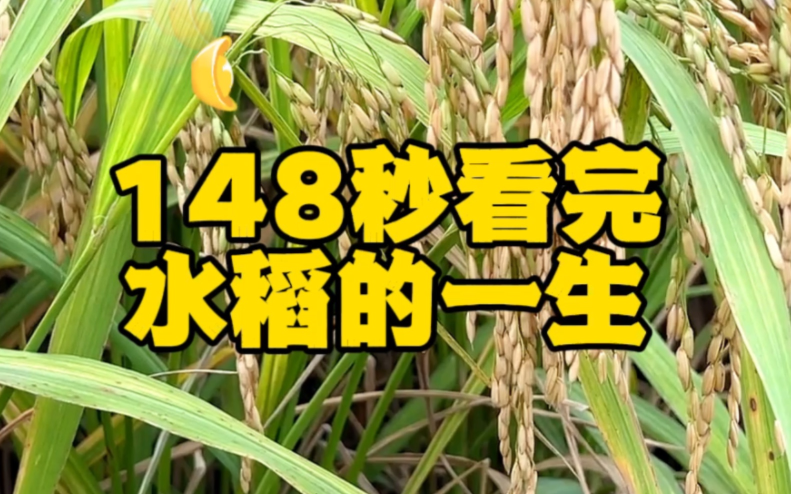 一粥一饭,当思来之不易.水稻的一生,从育苗到收割,历时111天,最终碾成米,解决无数人的温饱,完成了它的使命!哔哩哔哩bilibili