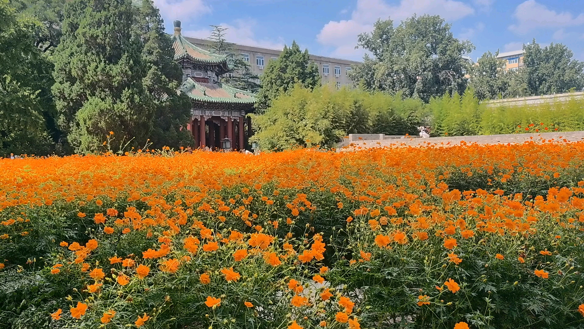 北京周边花海图片