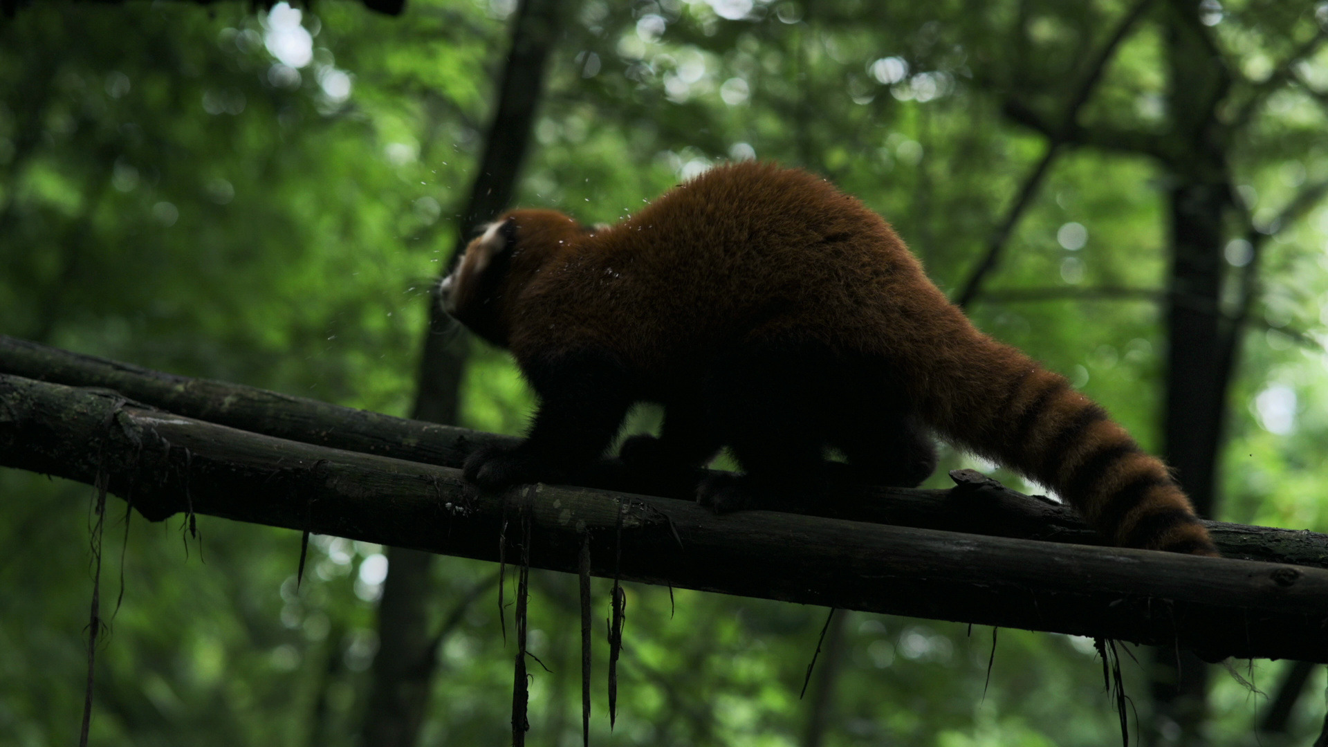 成都熊猫谷小熊猫