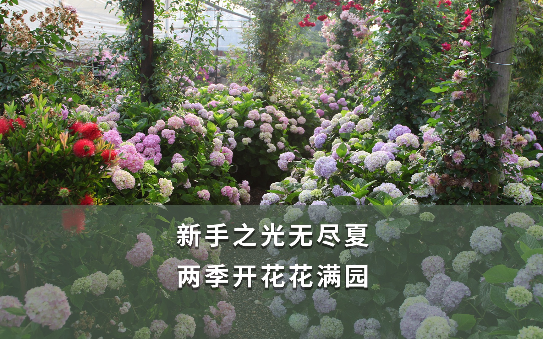 【海妈植物推荐】新手之光无尽夏 两季开花花满园哔哩哔哩bilibili