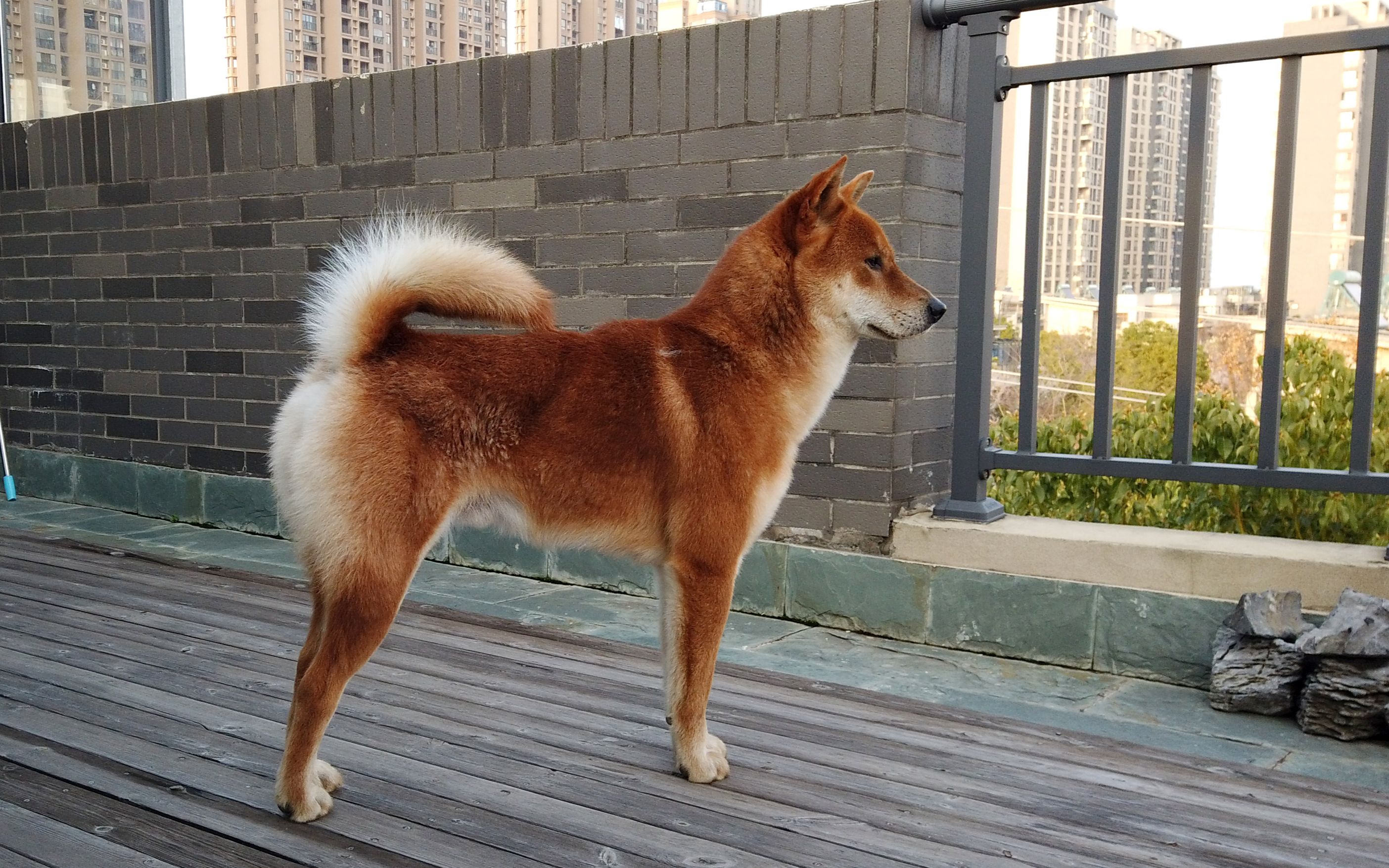 【中华田园犬】美狗秀秀