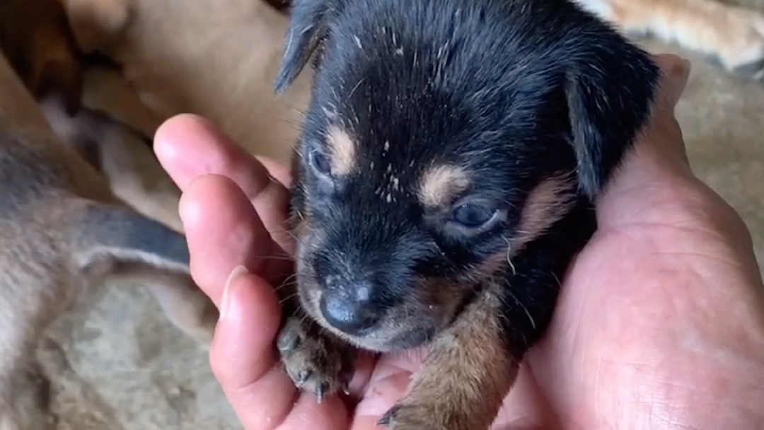 没满月的可可爱爱小土狗,四眼掌上奶狗