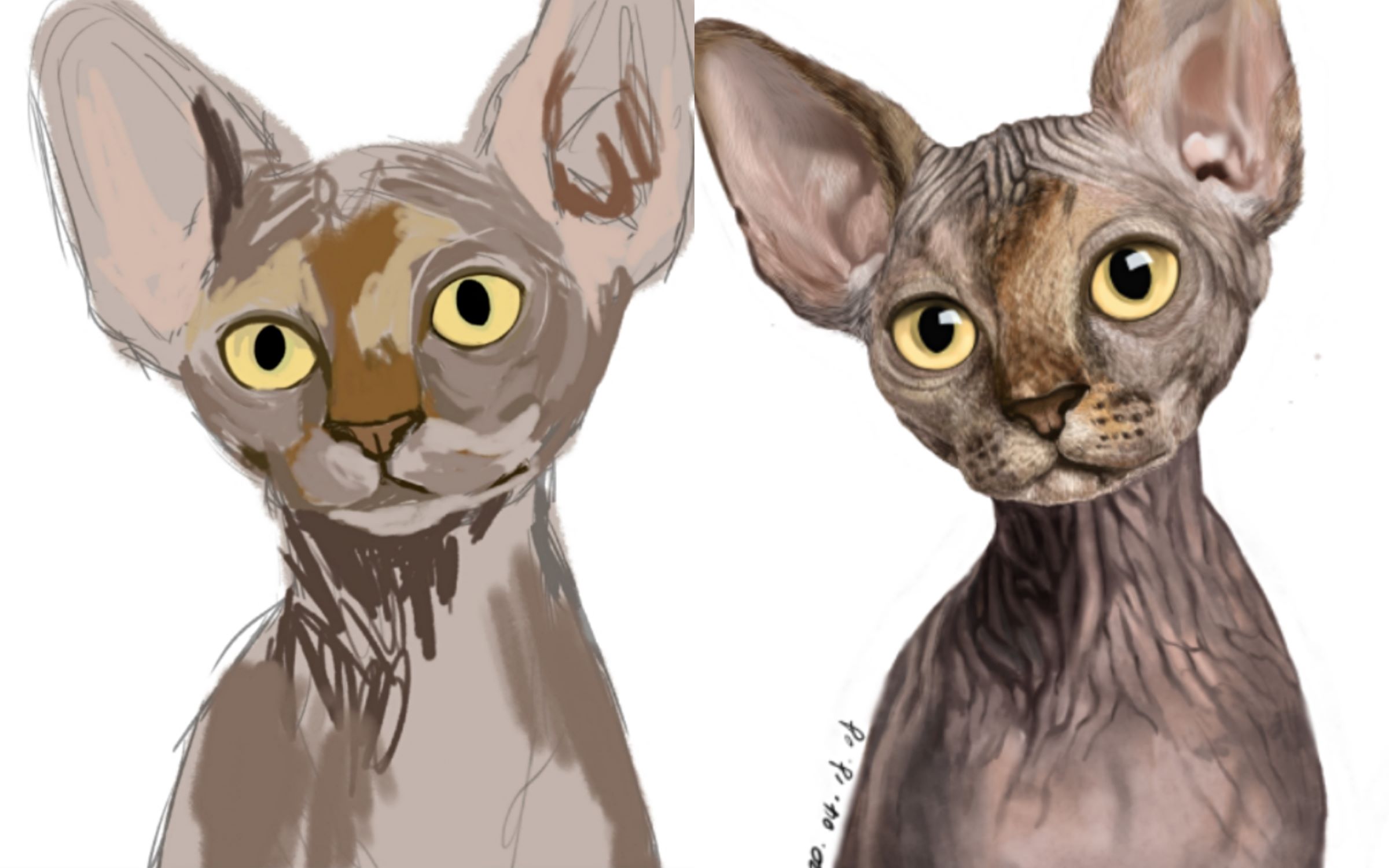 写实厚涂斯芬克斯猫_哔哩哔哩_bilibili