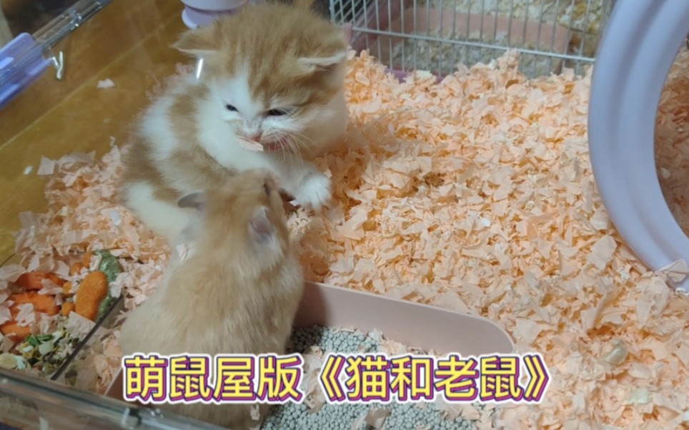 [图]萌鼠屋版猫和老鼠，小胖虎真的很可爱