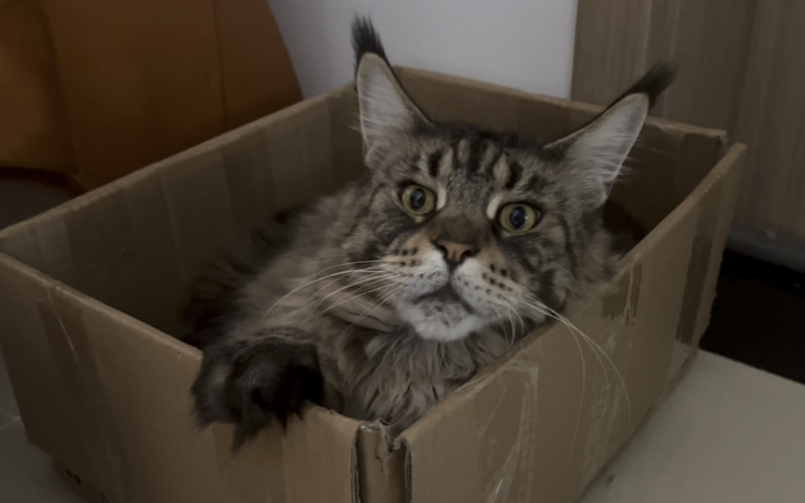 【缅因猫泰哥】猫的计量单位:箱