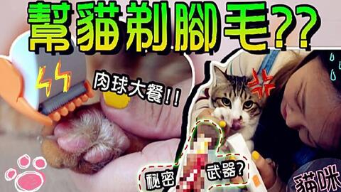 鱼乾 原来猫跳台是消耗品 来开箱两种跳台与新家 哔哩哔哩 つロ干杯 Bilibili