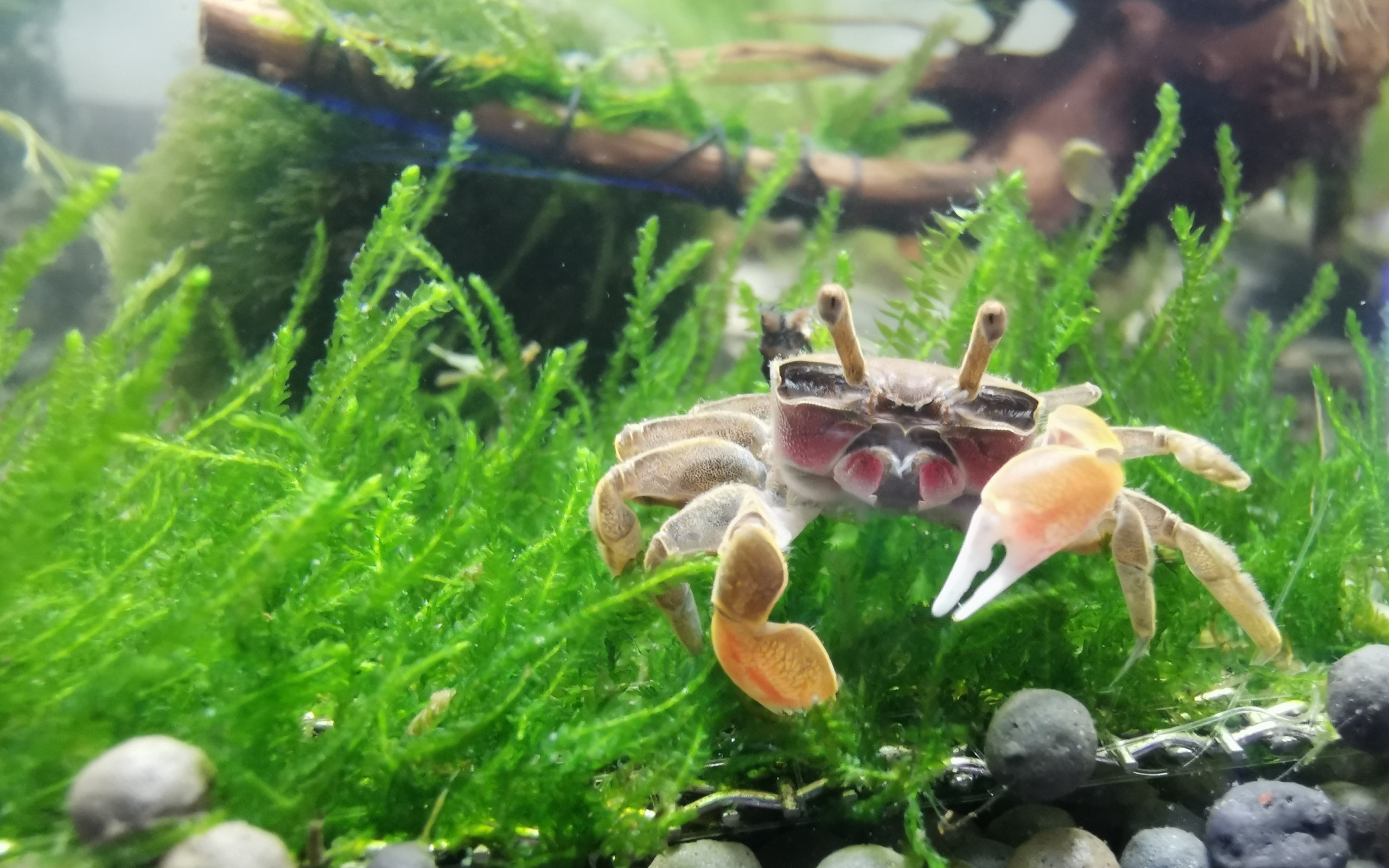 【宿舍草缸延时摄影】小螃蟹与孔雀鱼的八分钟