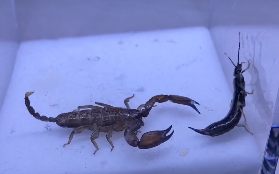 【youtube】于是,八重山蝎使用了毒攻