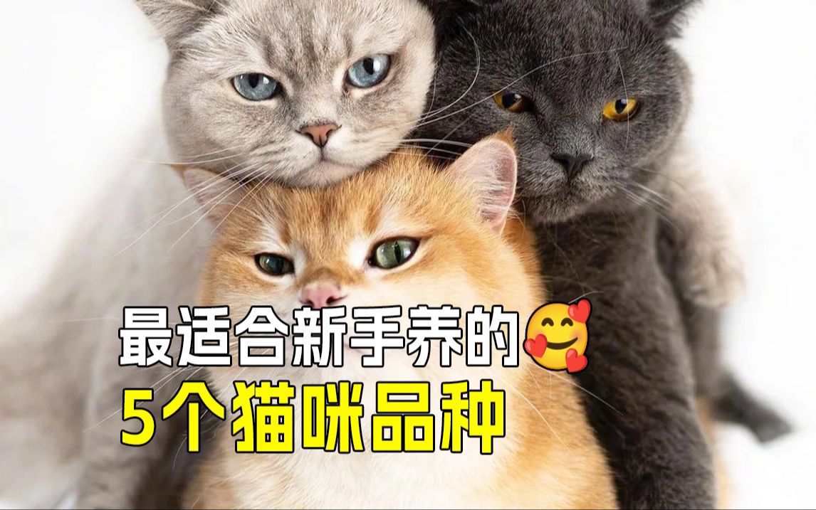 [图]🐱新手养猫推荐：这五种猫咪省钱又省心🏅