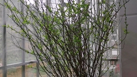 雪柳种植方法 哔哩哔哩 つロ干杯 Bilibili