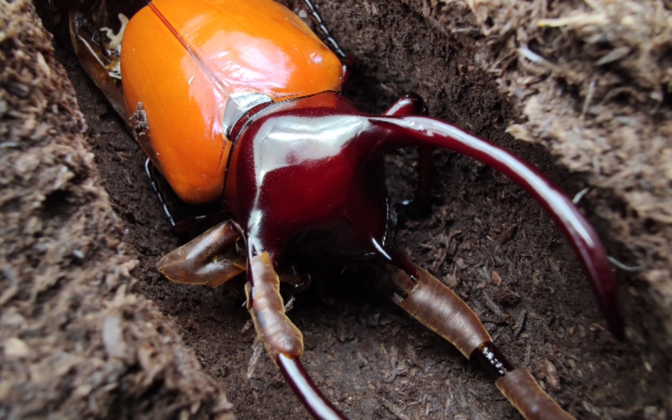 caa南洋大兜虫羽化记录_哔哩哔哩_bilibili