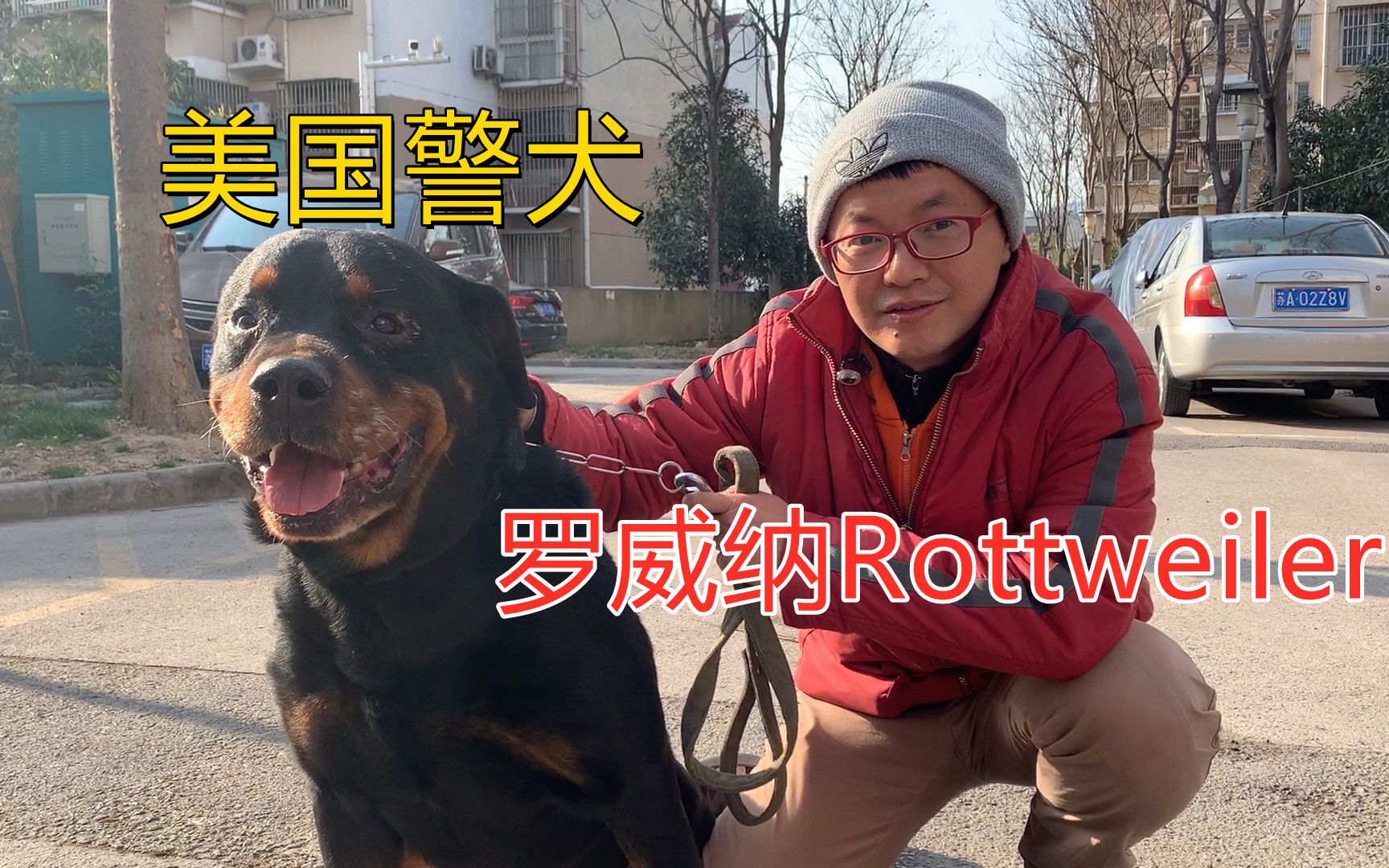 在南京普通小区遇见美国警犬品种罗威纳Rottweiler哔哩哔哩bilibili