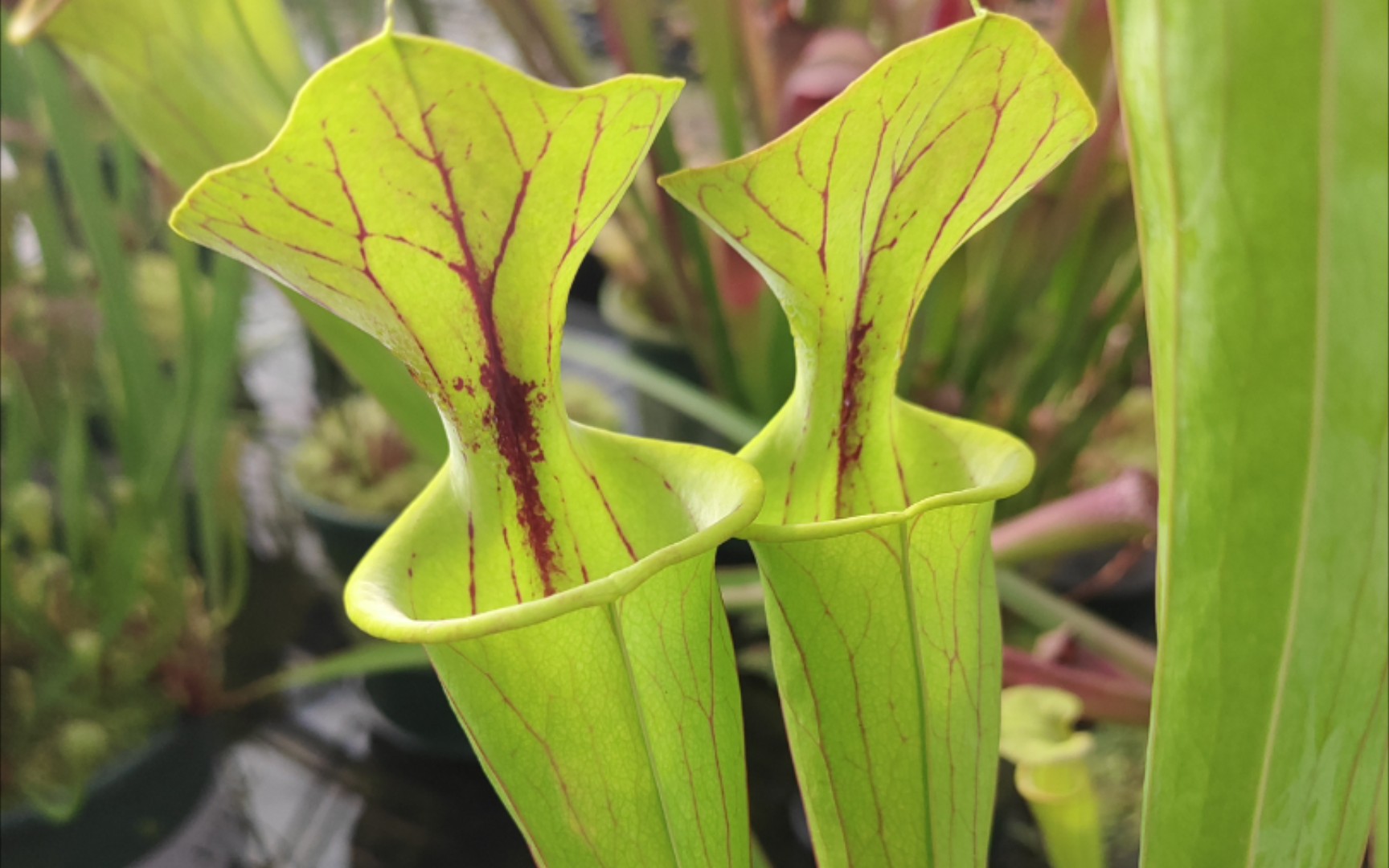 食虫植物——瓶子草开箱