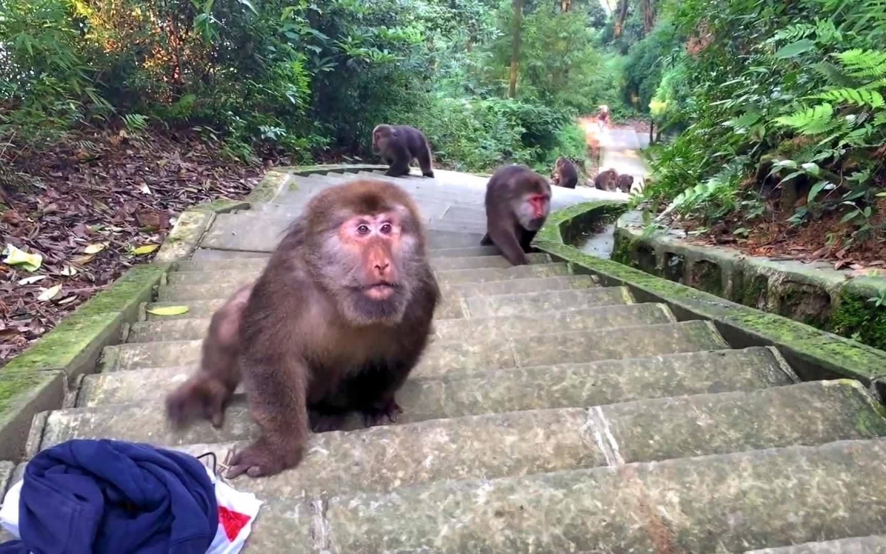 峨眉山猴子最害怕的东西,只要拿出来一亮,猴子立刻连滚带爬躲开哔哩哔哩bilibili