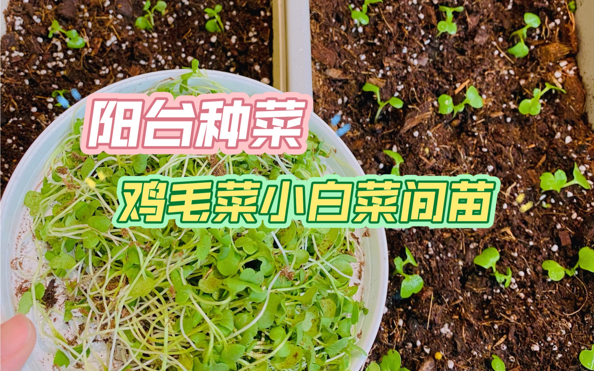 [图]阳台种菜｜鸡毛菜小白菜间苗