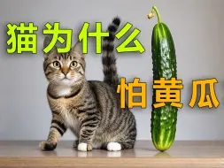 Descargar video: 猫咪为什么会害怕黄瓜？