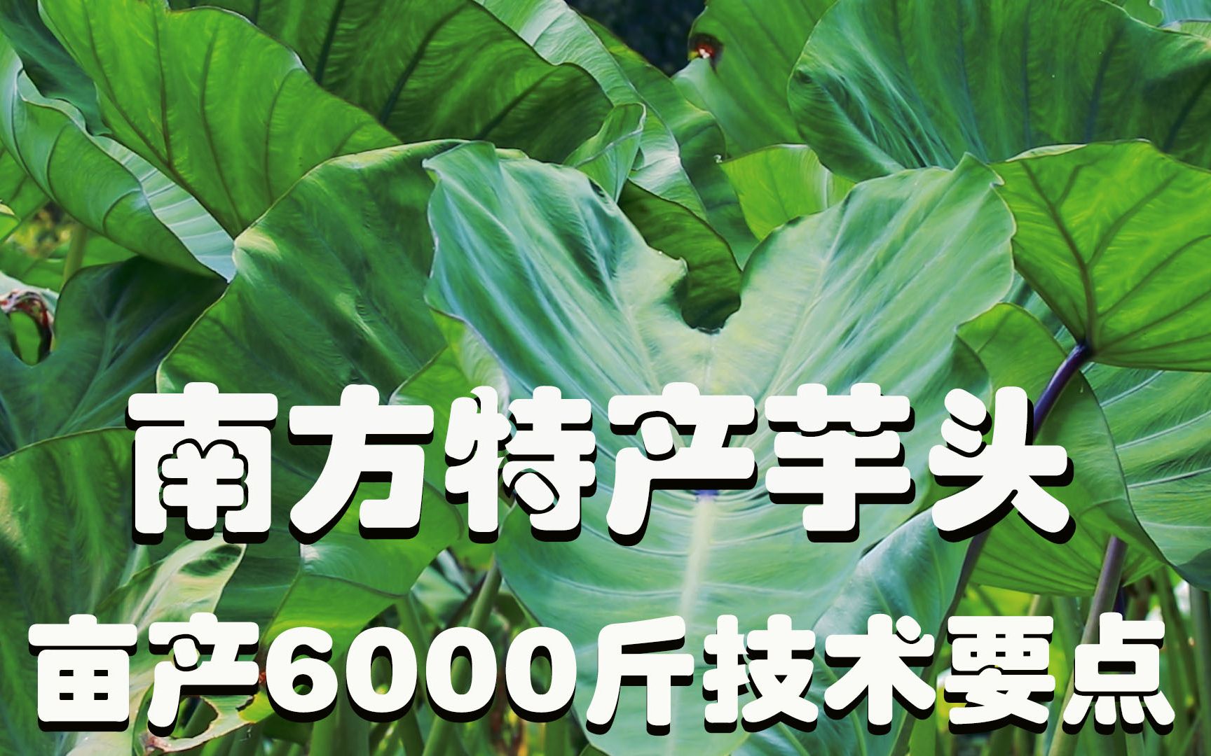 揭秘,芋头亩产6000斤,学会技术要点,增产30%,厉害!哔哩哔哩bilibili