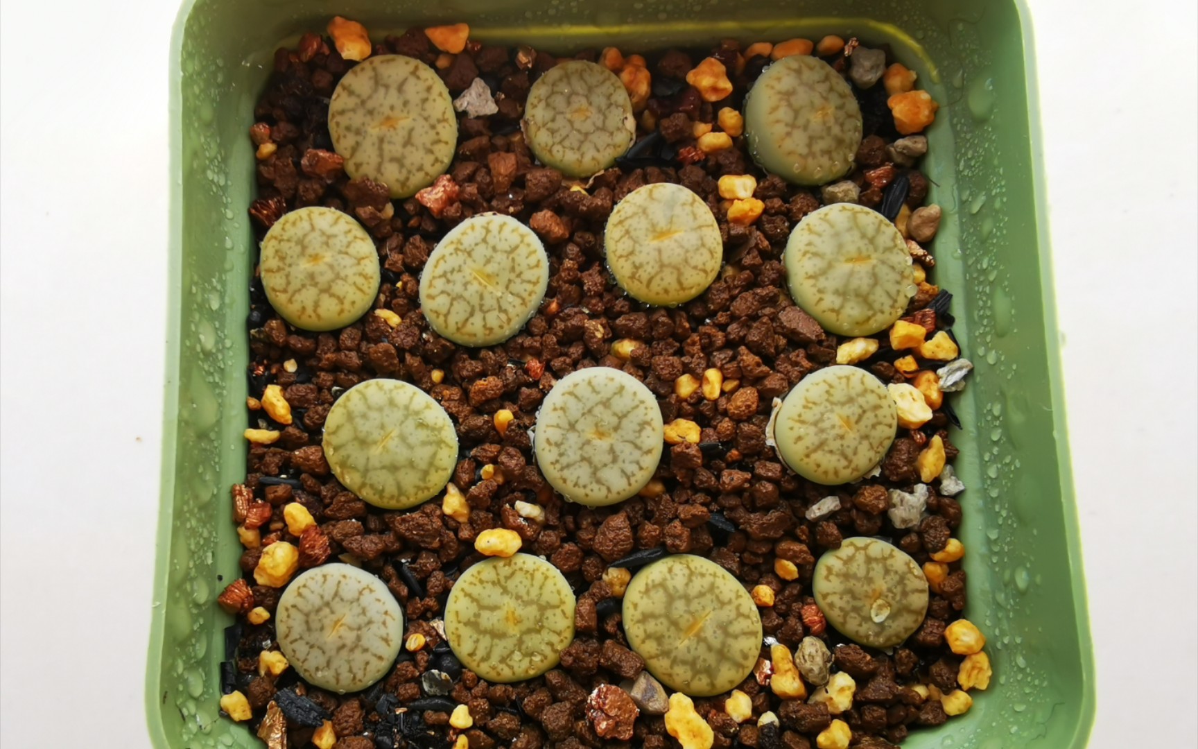 【生石花开箱】绿象牙开箱,绿色曲玉生石花