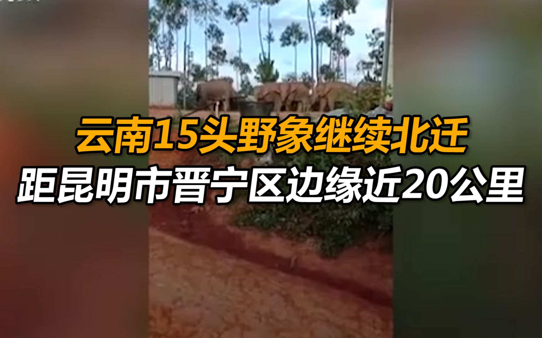 云南15头野象继续北迁,距昆明市晋宁区边缘近20公里哔哩哔哩bilibili