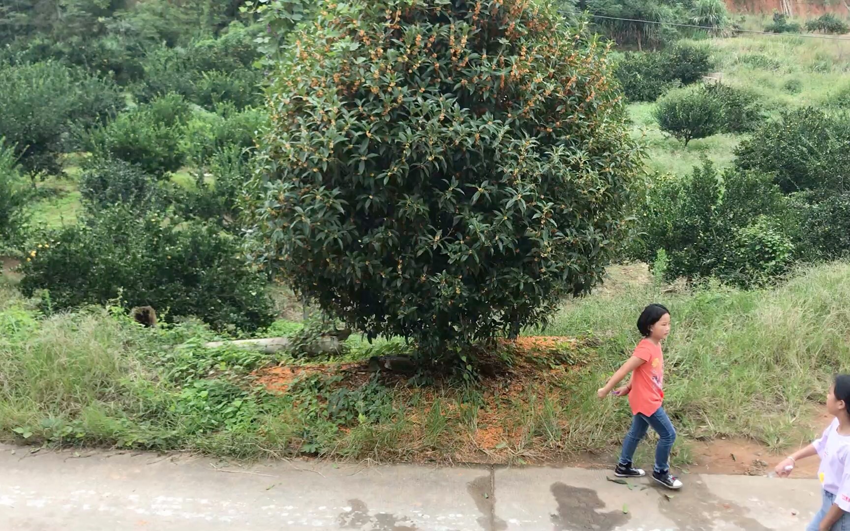 [图]又一年桂花飘香