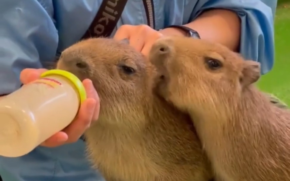 卡皮巴拉吃耳朵(day1)