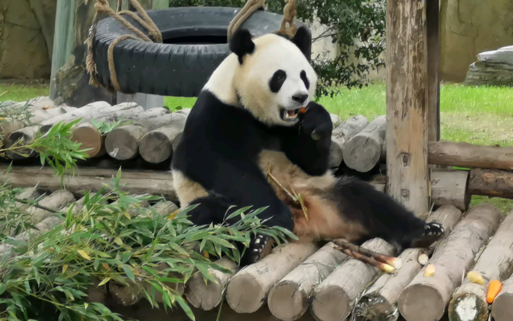 【大熊猫芊金】妹儿熊也有养宠物了0505还不止一只9797