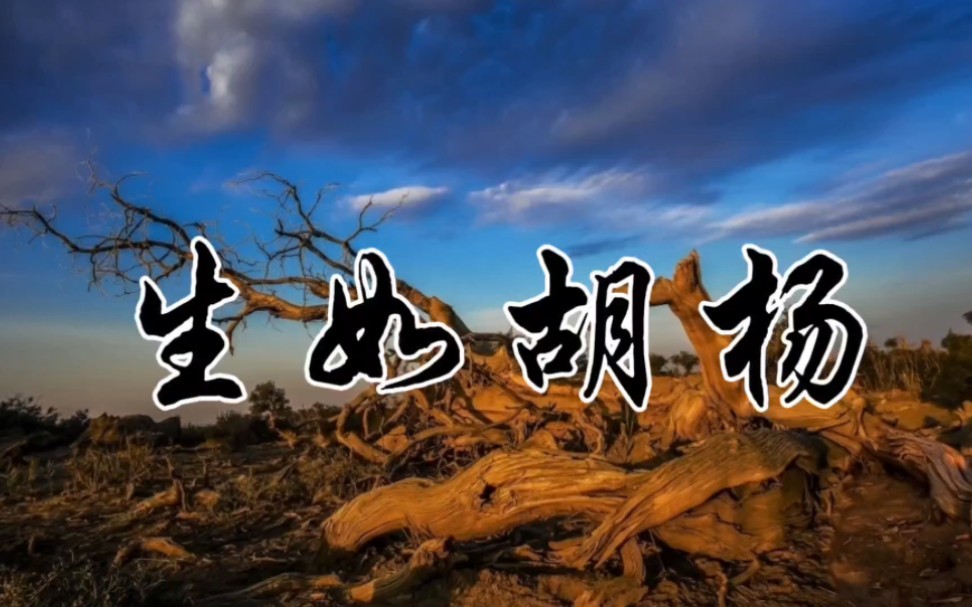 生如胡杨朗诵背景视频