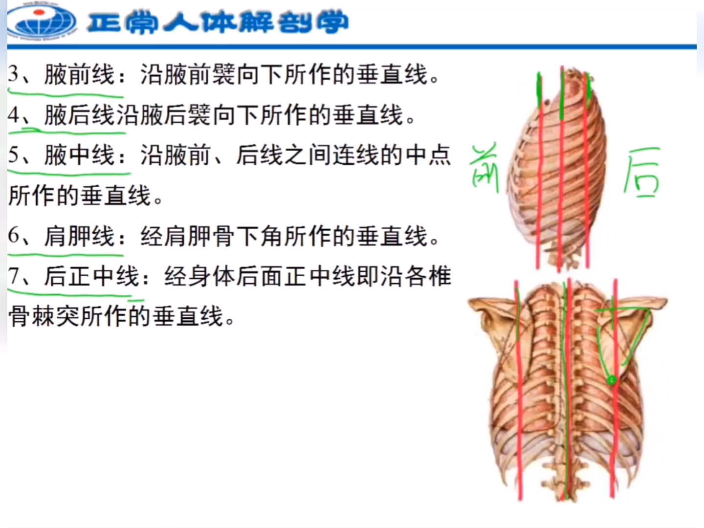 人体解刨学:胸部的标志线和腹部分区哔哩哔哩bilibili