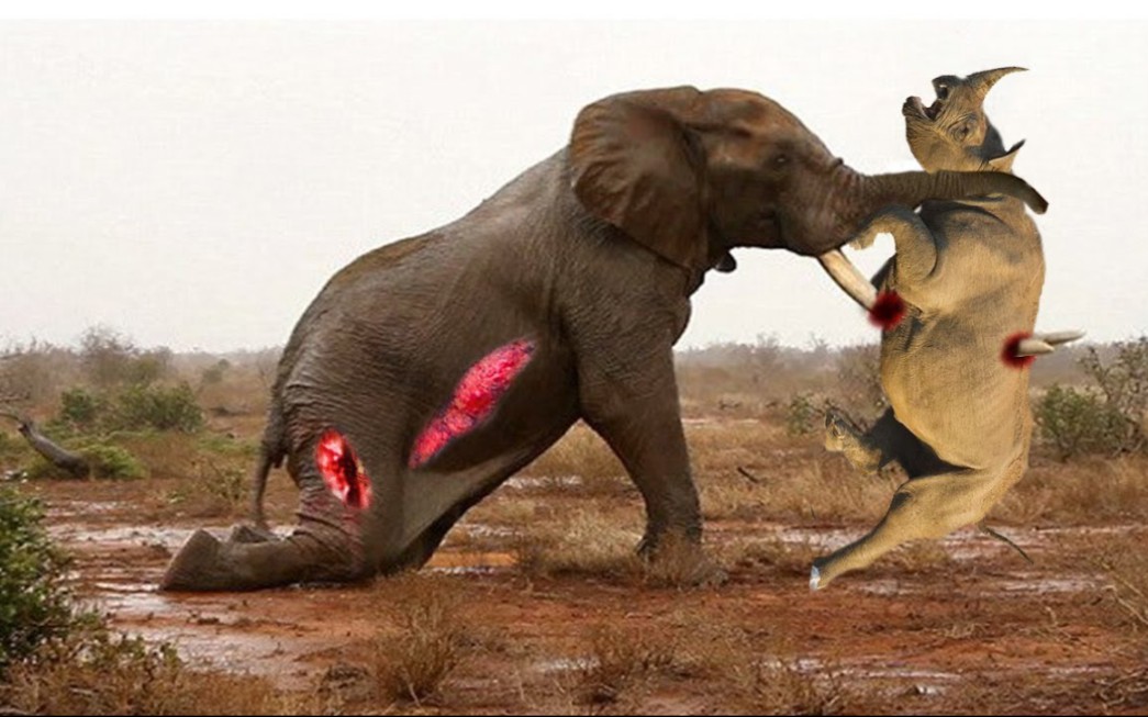 犀牛挑战大象的力量,结果悲剧了!