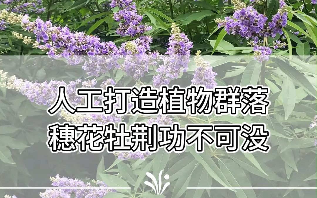 开在炎夏的“薰衣草树”——穗花牡荆哔哩哔哩bilibili