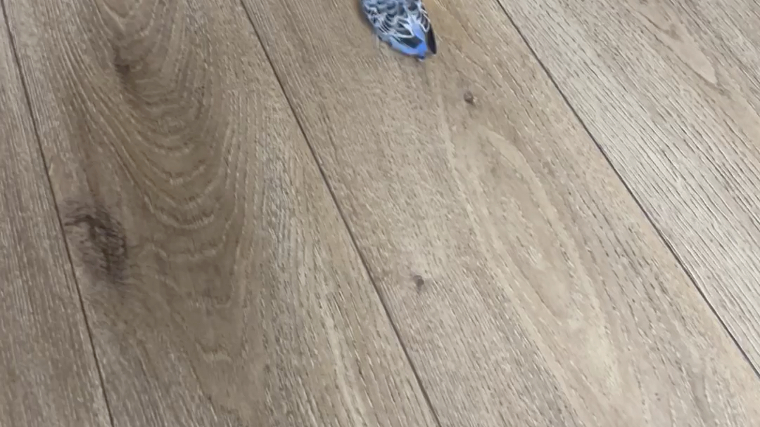 秃尾巴鹌鹑的游乐时间