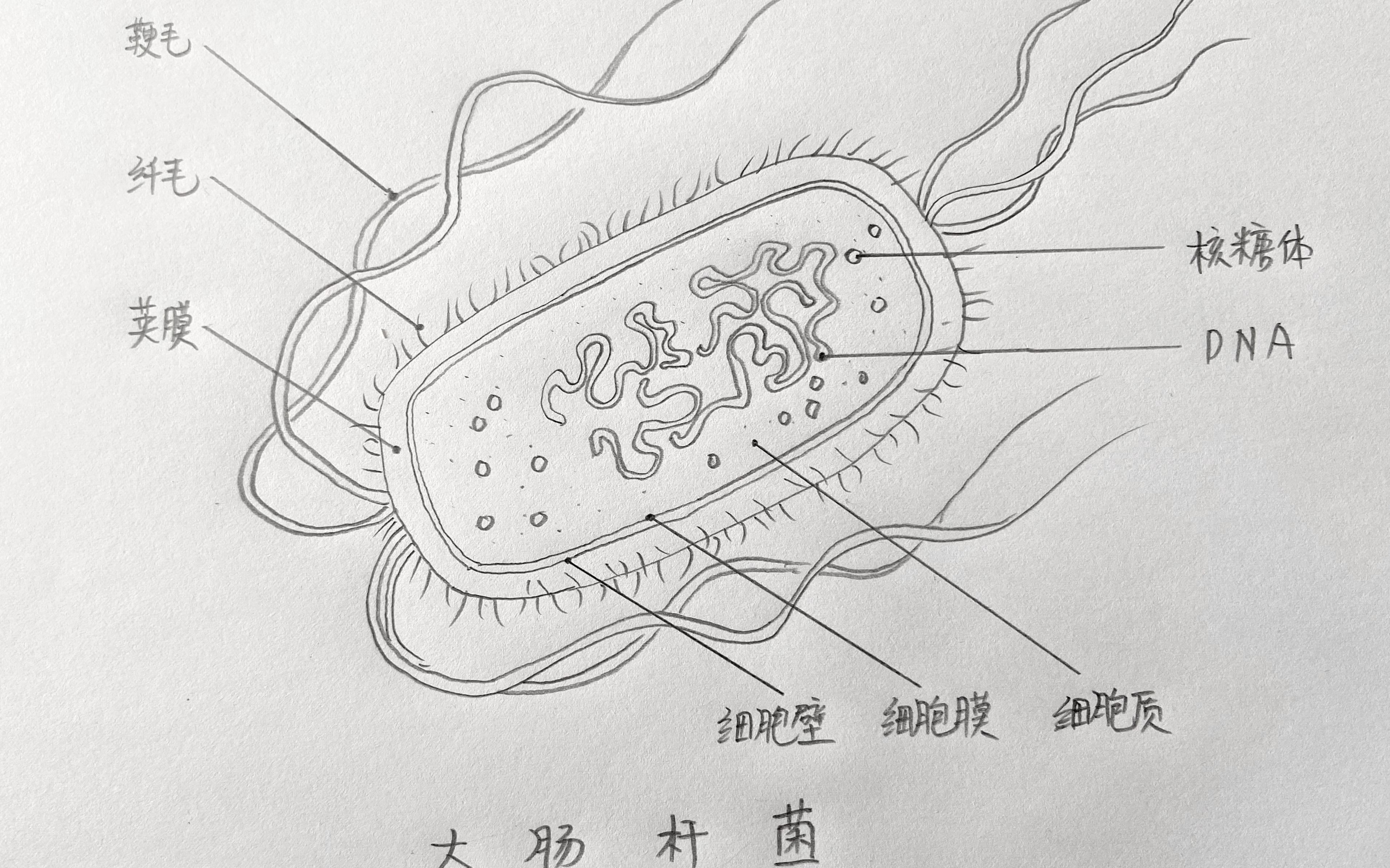 杆状细菌简笔画图片