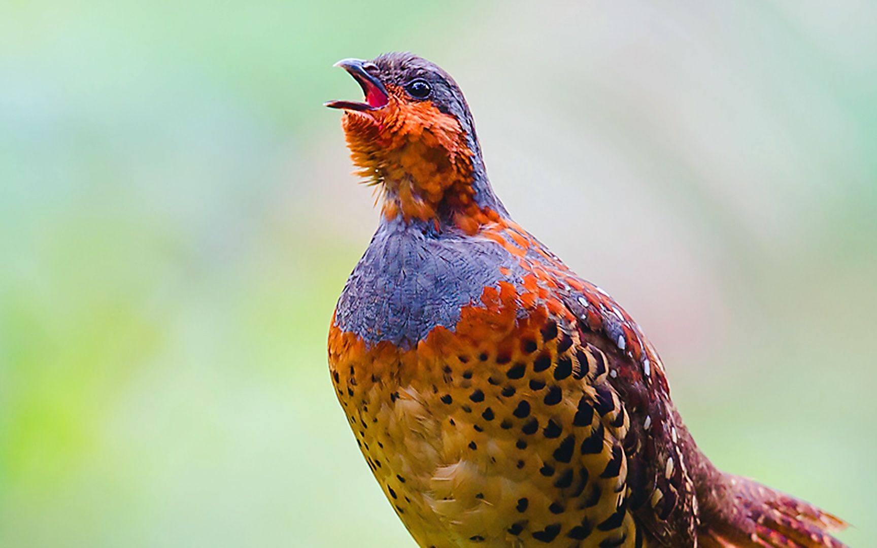 竹鸡的功效与作用(竹鸡的功效与作用:健脾益胃,滋阴补肾,养心安神)