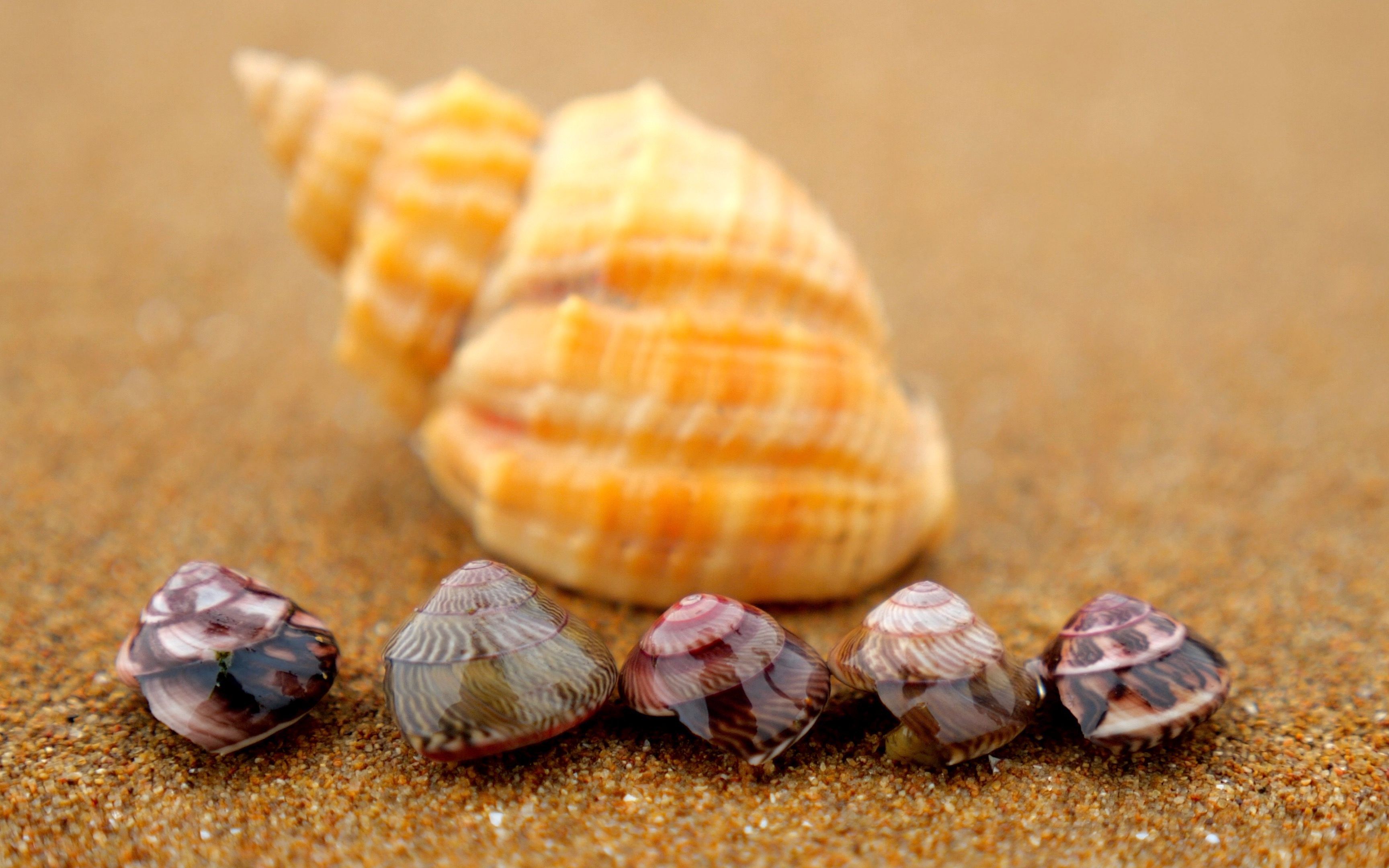 狂风天赶海痛并快乐着!大梅沙滩发现大片金钱螺,还挖出月牙贝!