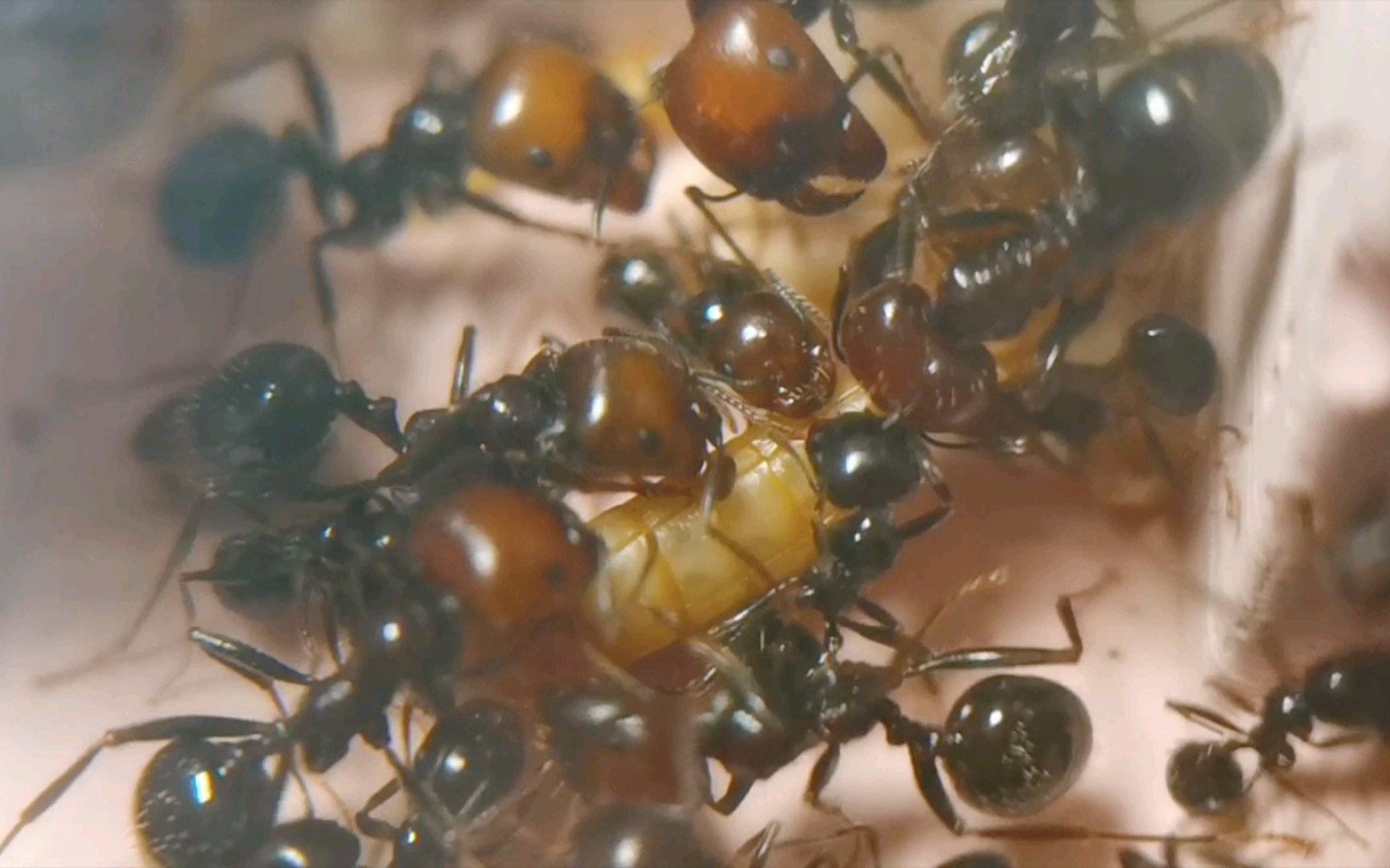 原生收获蚁喂食13出了好多大工