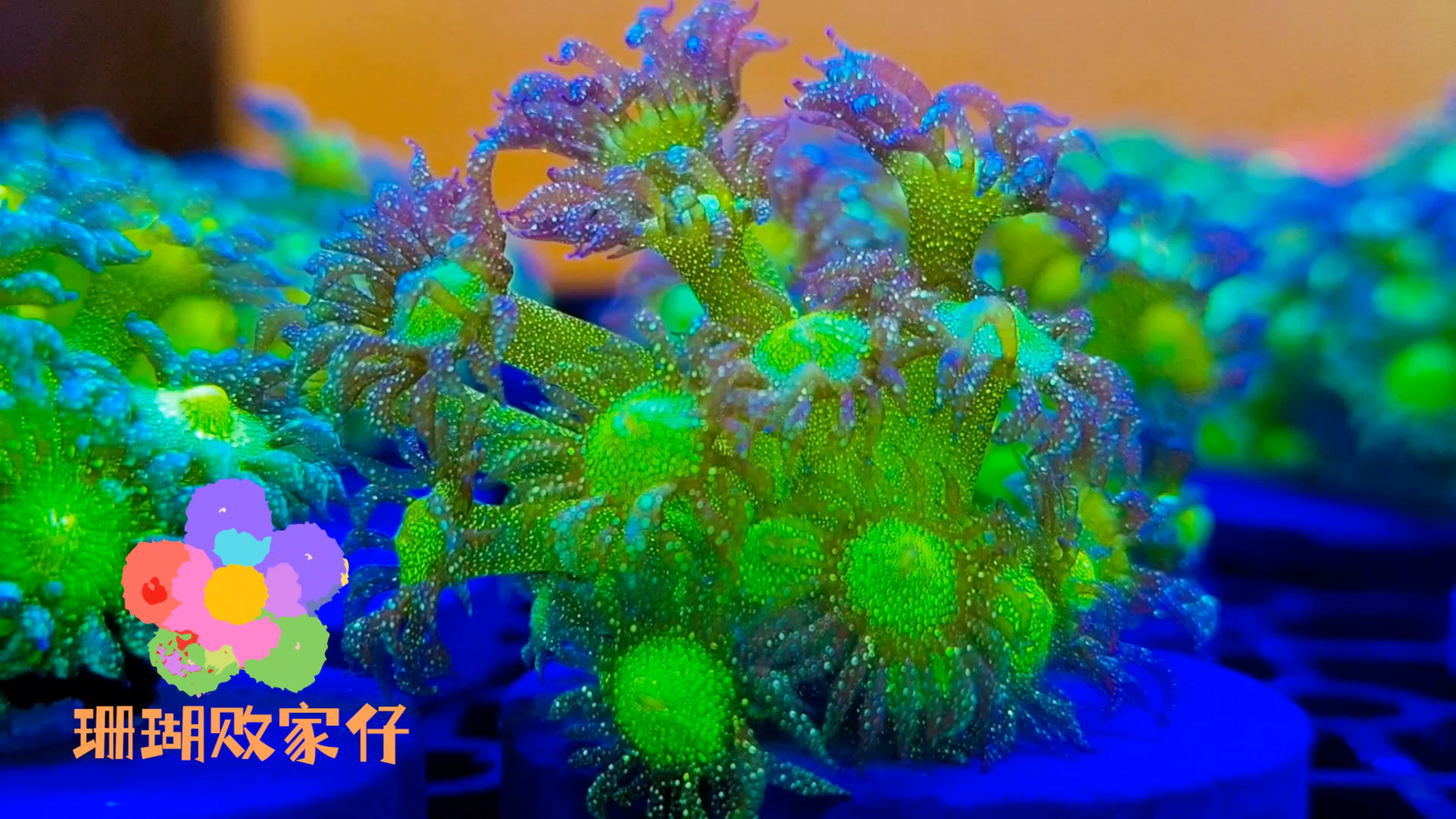 满级喷点绿星空