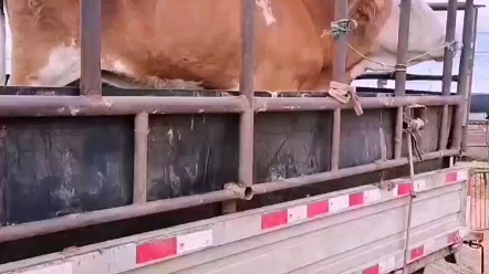 自家草饲小牛 肉质肥中瘦注意!本视频包含杀牛放血的血腥片段!哔哩哔哩bilibili