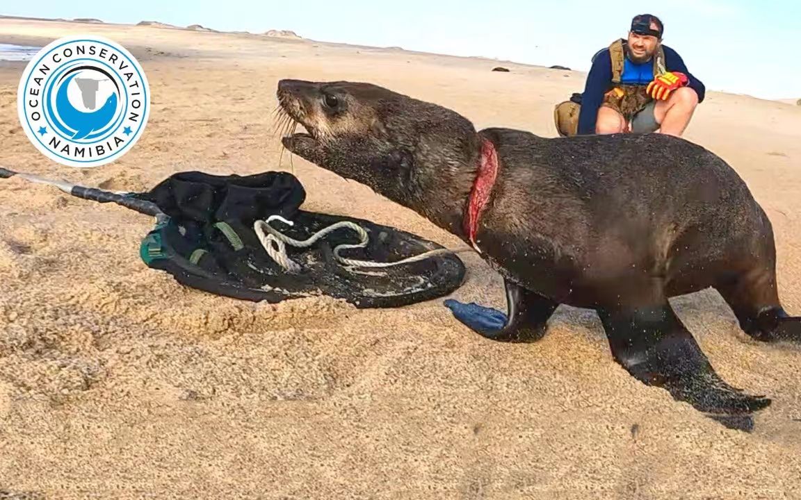 急速奔跑!第一视角带你在海狮群里解救小海狮【纳米比亚海洋保护队】哔哩哔哩bilibili