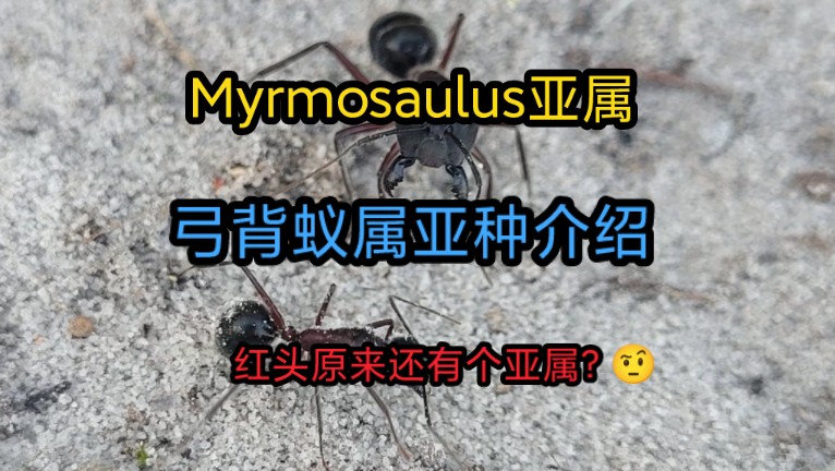 【怪头弓背蚁亚属】Monster head Carpenter ant 介绍(怪头类弓背蚁)哔哩哔哩bilibili