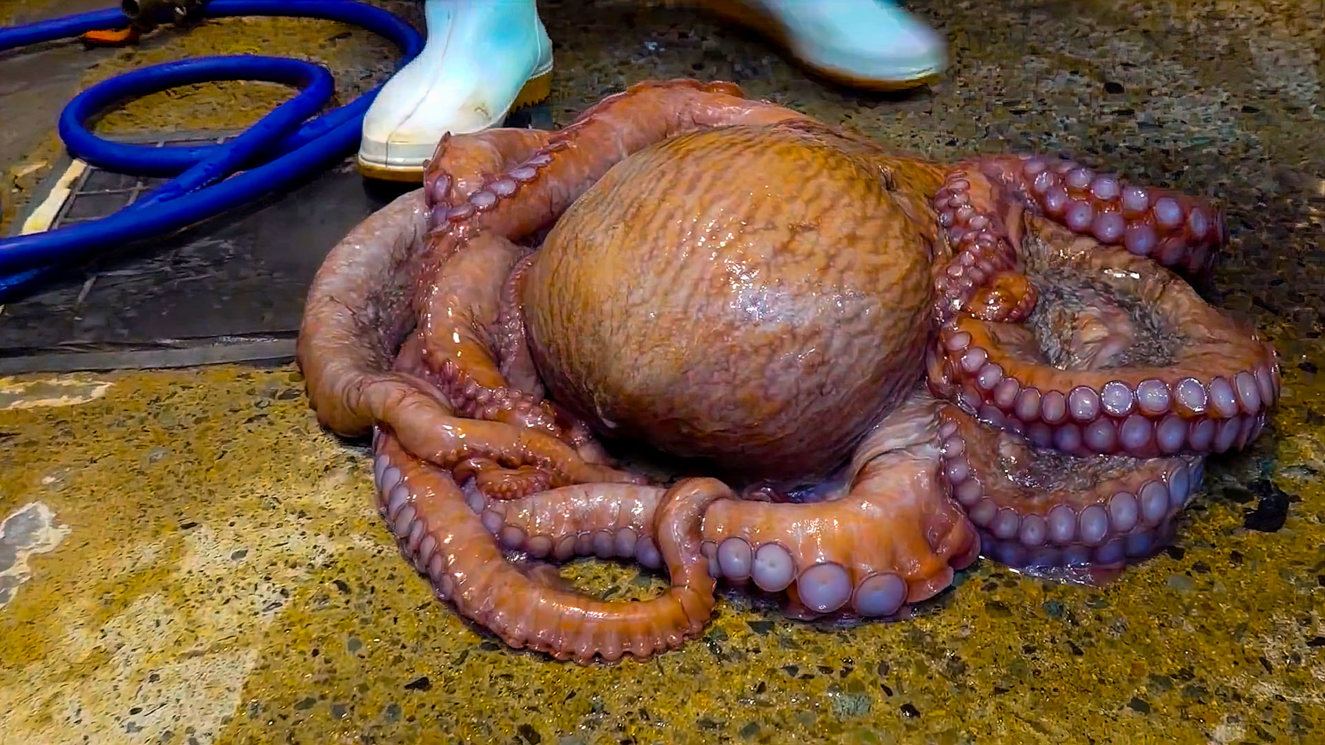 海底章鱼,海底巨型章鱼 - 伤感说说吧