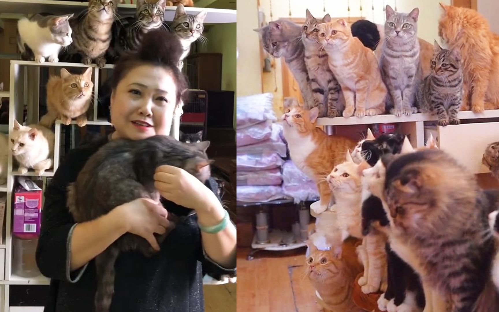 爱心猫奶奶,12年收养100多只流浪猫,每月省吃俭用买给猫买粮