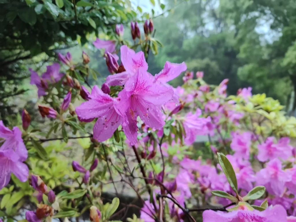 [图]啦啦啦，花花呀，盛开啦