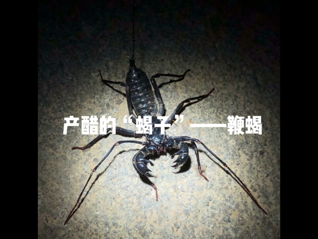 路边昆虫——鞭蝎车祸惨案现场,小强你死的好惨啊!