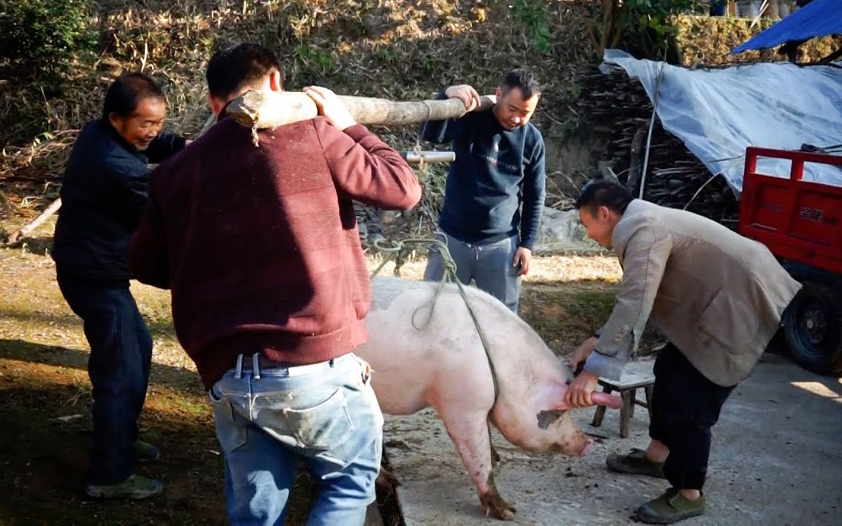 [图]不同国家的杀猪现场，印度杀猪还要做法，中国杀猪过年太有年味