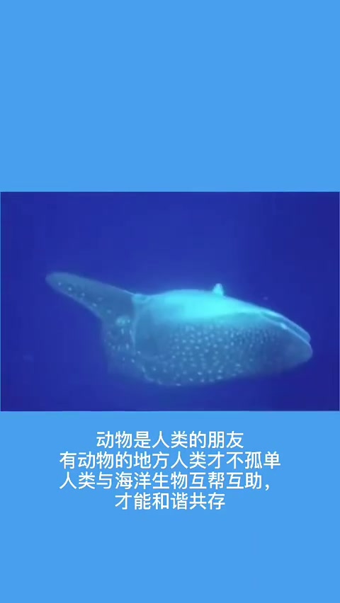 保护海洋爱护环境哔哩哔哩bilibili