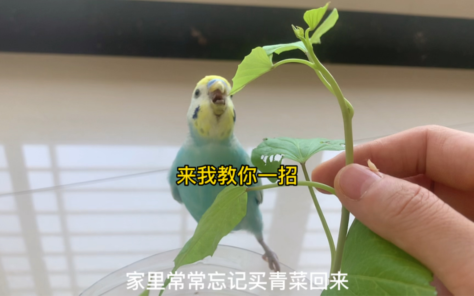 教你养好鸟哔哩哔哩bilibili