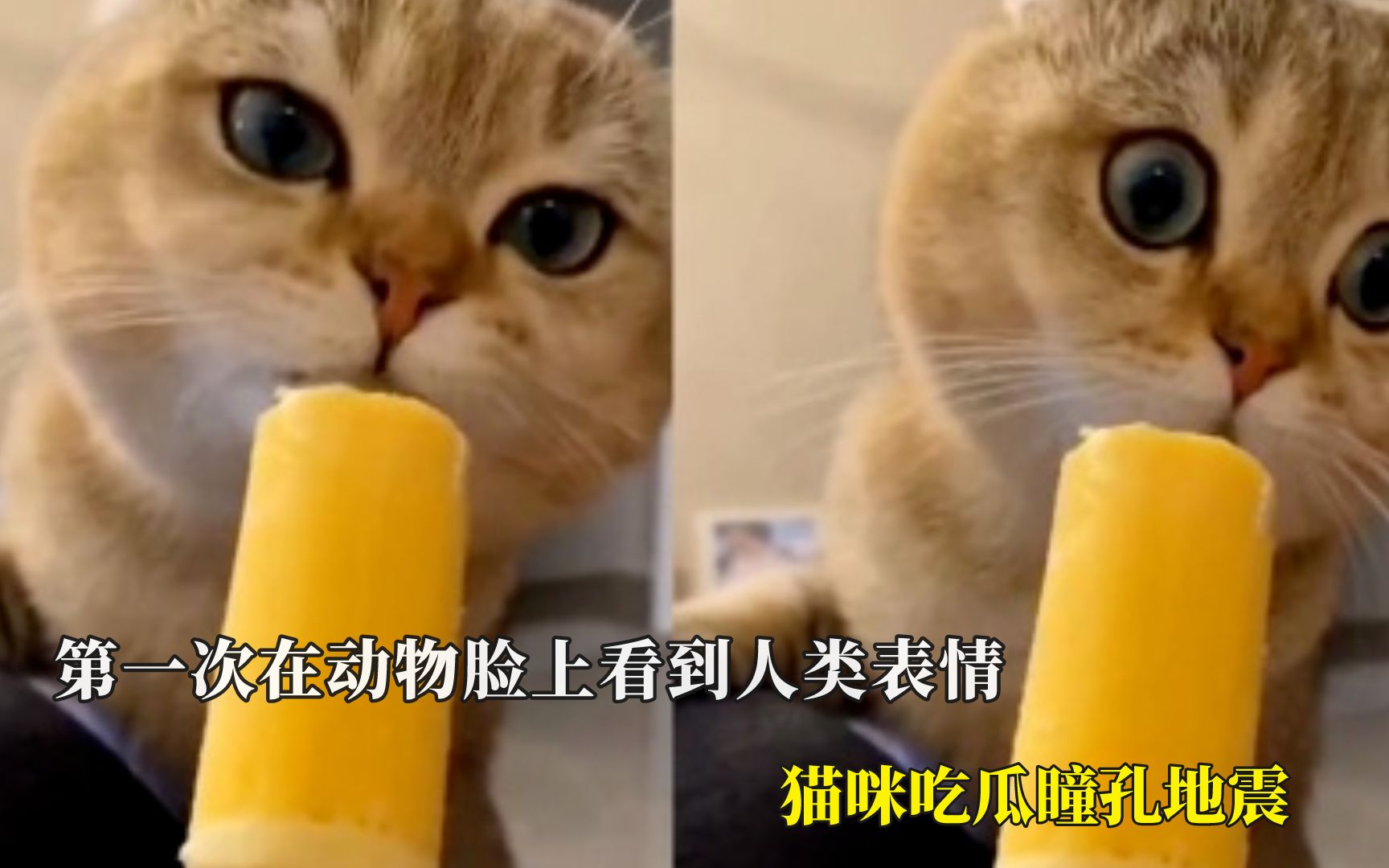 [图]第一次在动物脸上看到人类表情，猫咪吃瓜瞳孔地震