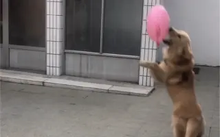短视频版本猪吃猪