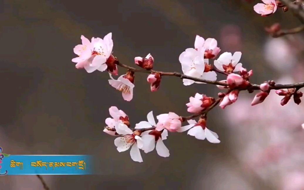 [图]又是一年春来桃花开，祝各位朋友扎西秀！