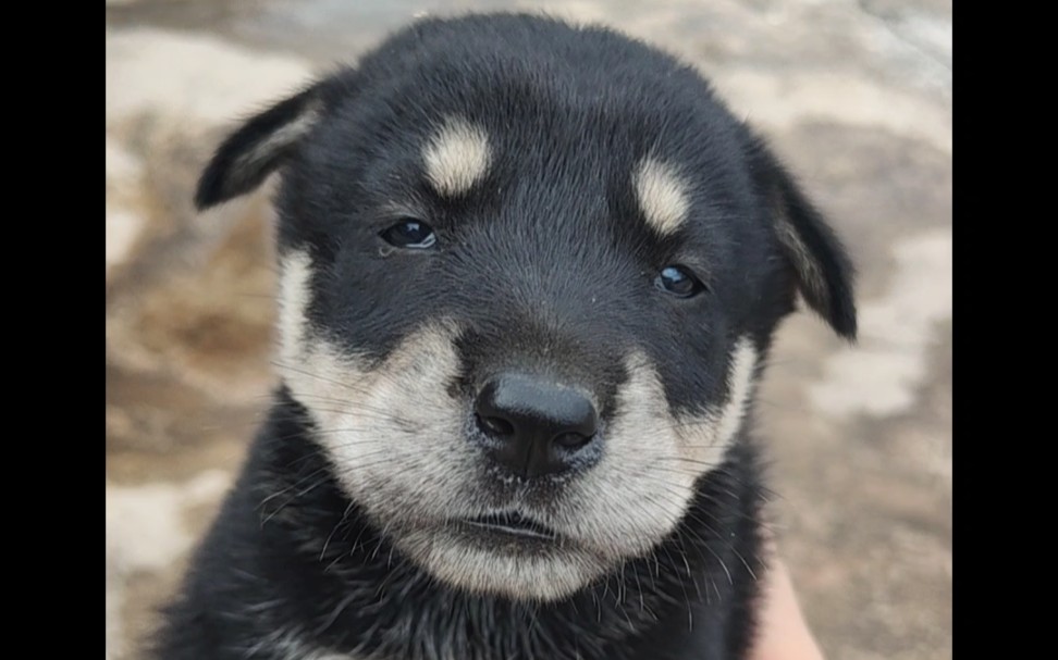 家乡的豆豆眼修狗